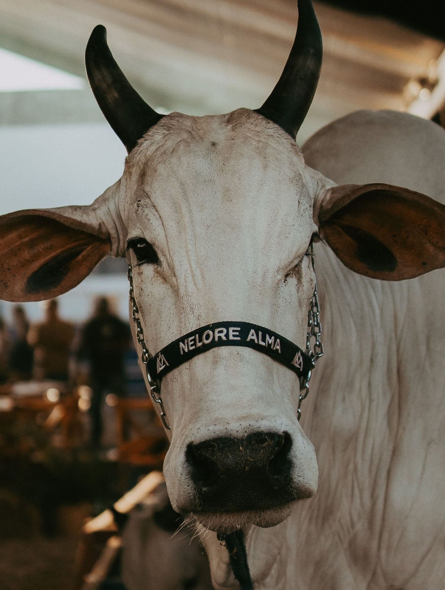 Nelore de cabresto, de frente, numa exposição